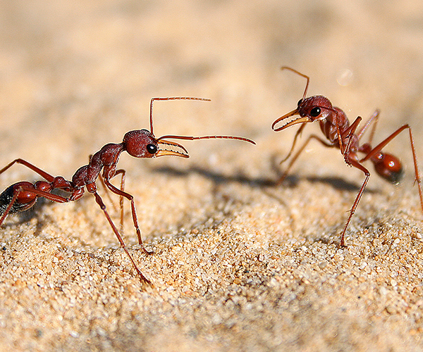 ant-control-melbourne